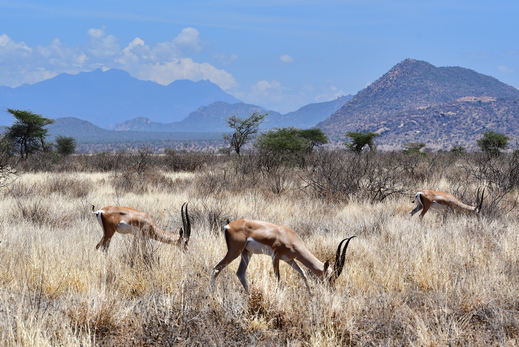 Buffalo Springs Nat. Reserve